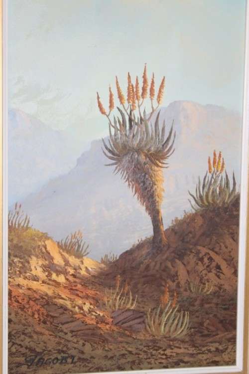 An original Jacobi oil on board painting of African Aloe in the mountains of Northern Transvaal
