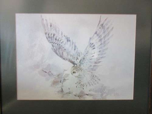 Two stunning (framed behind glass) wildlife birds-of-pray watercolour painting prints - RS17Sale