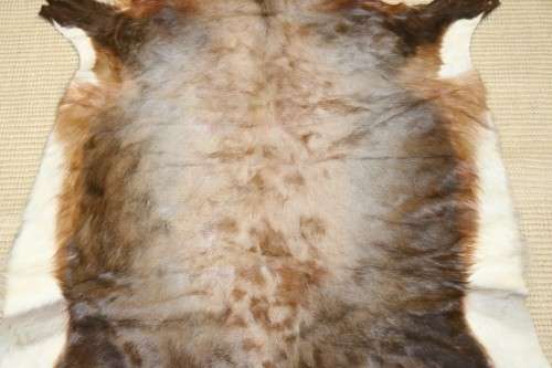 **RS17** An awesome (1,4m x 1,1m) genuine Blesbok skin/ hide mat in great condition