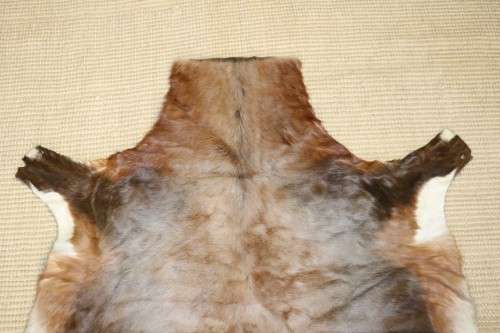 **RS17** An awesome (1,4m x 1,1m) genuine Blesbok skin/ hide mat in great condition