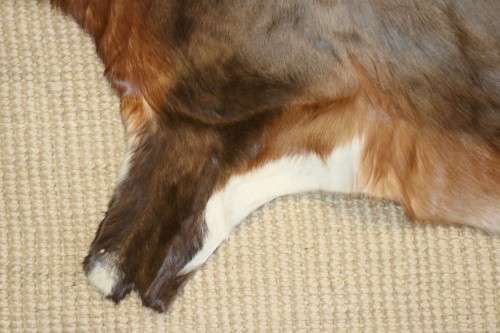 **RS17** An awesome (1,4m x 1,1m) genuine Blesbok skin/ hide mat in great condition