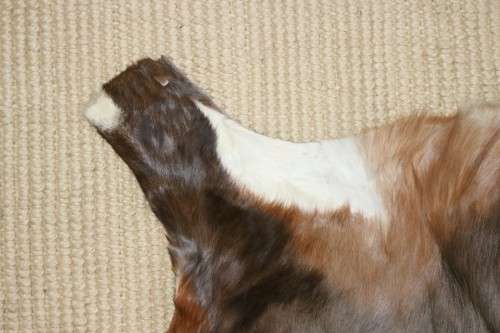 **RS17** An awesome (1,4m x 1,1m) genuine Blesbok skin/ hide mat in great condition