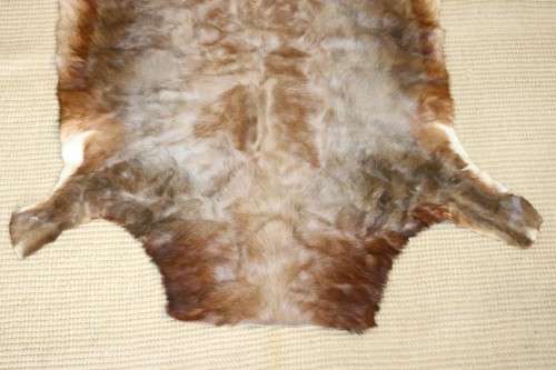 **RS17** An amazing (1,3m x 1m) genuine Blesbok skin/ hide mat in great condition