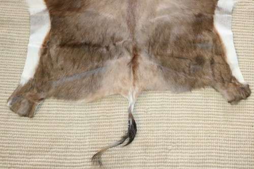 **RS17** A fantastic (1,4m x 1m) genuine Blesbok skin/ hide mat in great condition