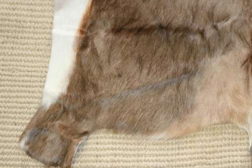 **RS17** A fantastic (1,4m x 1m) genuine Blesbok skin/ hide mat in great condition
