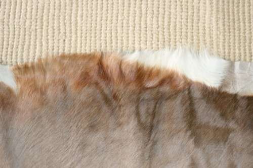 **RS17** A fantastic (1,4m x 1m) genuine Blesbok skin/ hide mat in great condition