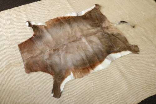 **RS17** A fantastic (1,4m x 1m) genuine Blesbok skin/ hide mat in great condition