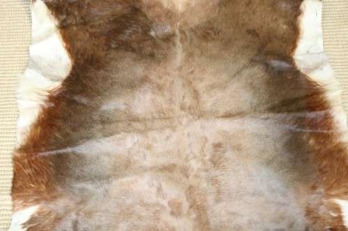 **RS17** An awesome (1,3m x 1m) genuine Blesbok skin/ hide mat in great condition