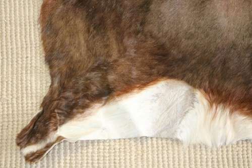 **RS17** An awesome (1,3m x 1m) genuine Blesbok skin/ hide mat in great condition