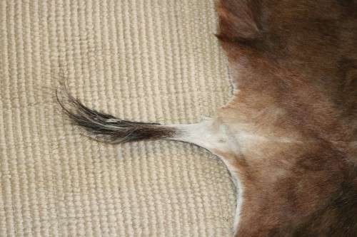 **RS17** An awesome (1,3m x 1m) genuine Blesbok skin/ hide mat in great condition