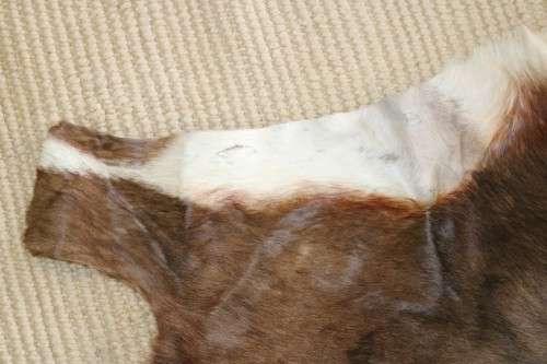 **RS17** An awesome (1,3m x 1m) genuine Blesbok skin/ hide mat in great condition