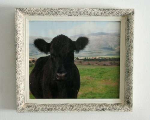 A wonderful and unusual photograph print of a cow in the field framed in a stunning frame - RS17Sale