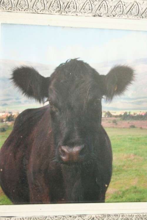 A wonderful and unusual photograph print of a cow in the field framed in a stunning frame - RS17Sale