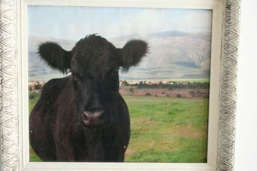 A wonderful and unusual photograph print of a cow in the field framed in a stunning frame - RS17Sale