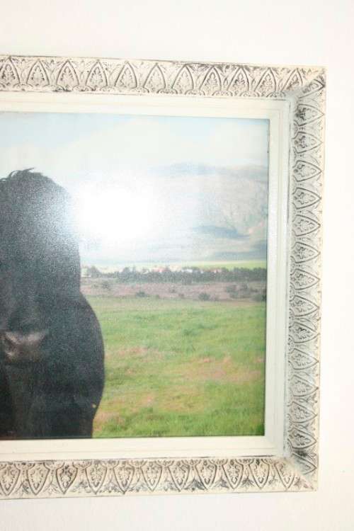 A wonderful and unusual photograph print of a cow in the field framed in a stunning frame - RS17Sale