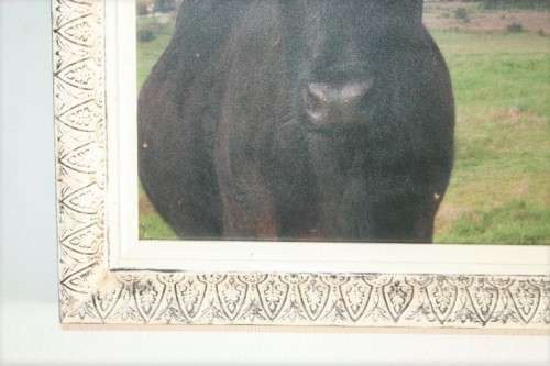 A wonderful and unusual photograph print of a cow in the field framed in a stunning frame - RS17Sale