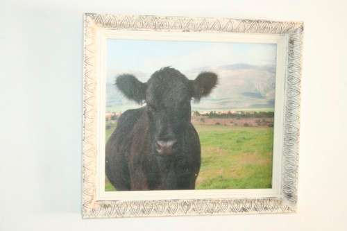 A wonderful and unusual photograph print of a cow in the field framed in a stunning frame - RS17Sale