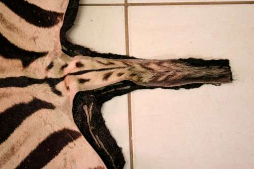 A genuine (large) Zebra skin mat in good condition,fabulous in your lapa, informal living areas