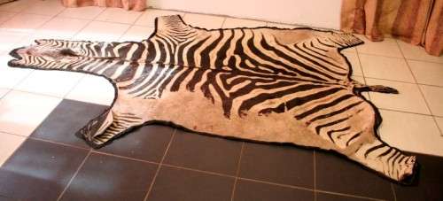 A genuine (large) Zebra skin mat in good condition,fabulous in your lapa, informal living areas