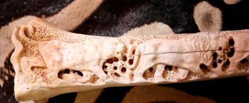 A spectacular and beautifully hand carved "Big five" from a single African Giraffe femur bone