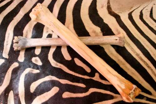 A spectacular and beautifully hand carved "Big five" from a single African Giraffe femur bone