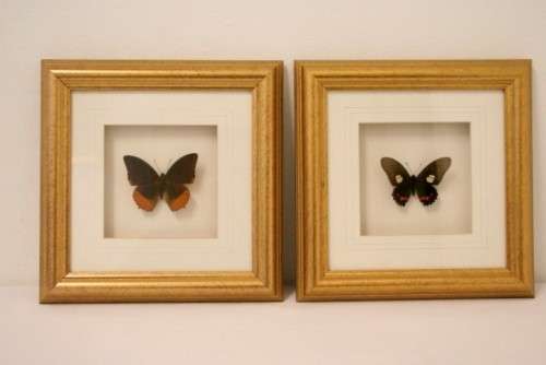 Two highly collectible box framed butterflies 'Charaxes Protoclea' and 'Papilio Harmodius'