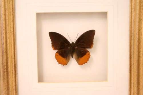 Two highly collectible box framed butterflies 'Charaxes Protoclea' and 'Papilio Harmodius'