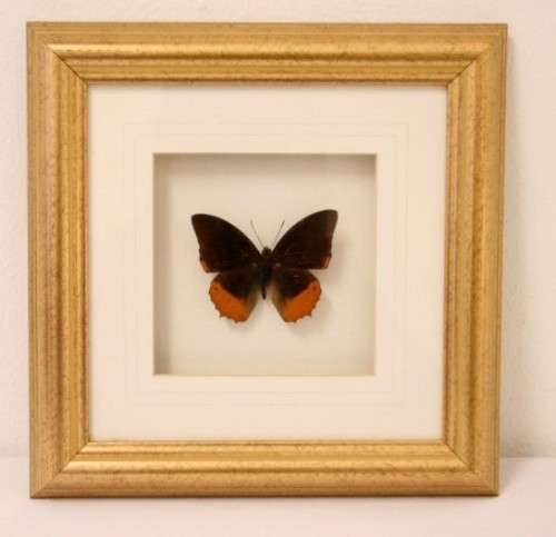 Two highly collectible box framed butterflies 'Charaxes Protoclea' and 'Papilio Harmodius'
