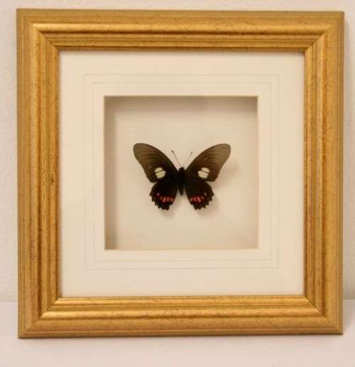 Two highly collectible box framed butterflies 'Charaxes Protoclea' and 'Papilio Harmodius'