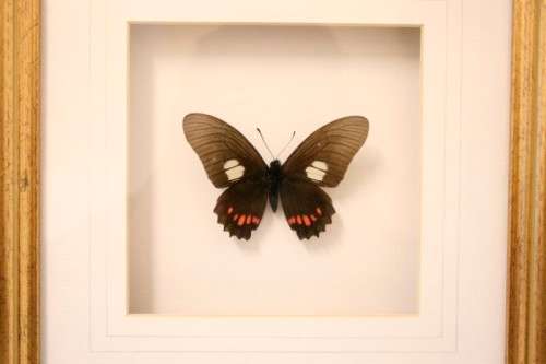 Two highly collectible box framed butterflies 'Charaxes Protoclea' and 'Papilio Harmodius'