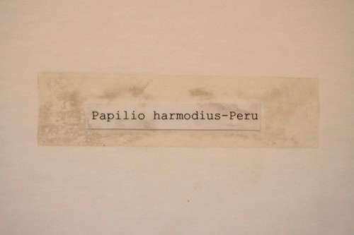 Two highly collectible box framed butterflies 'Charaxes Protoclea' and 'Papilio Harmodius'