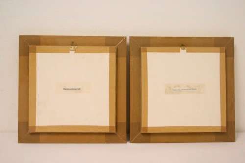 Two highly collectible box framed butterflies 'Charaxes Protoclea' and 'Papilio Harmodius'