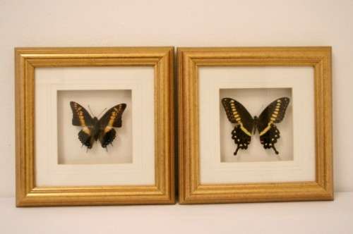 Two highly collectible box framed butterflies 'Charaxes Castor' and 'Papilio Lormieri'