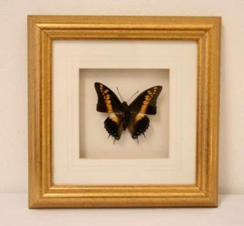 Two highly collectible box framed butterflies 'Charaxes Castor' and 'Papilio Lormieri'