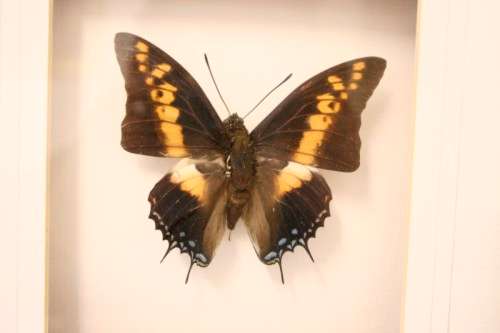 Two highly collectible box framed butterflies 'Charaxes Castor' and 'Papilio Lormieri'