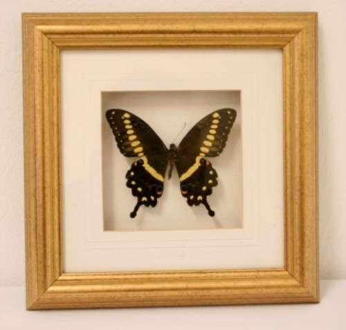 Two highly collectible box framed butterflies 'Charaxes Castor' and 'Papilio Lormieri'