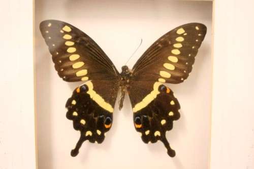 Two highly collectible box framed butterflies 'Charaxes Castor' and 'Papilio Lormieri'