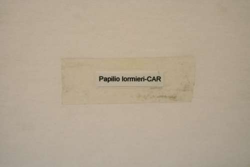 Two highly collectible box framed butterflies 'Charaxes Castor' and 'Papilio Lormieri'