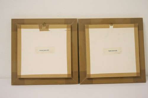 Two highly collectible box framed butterflies 'Charaxes Castor' and 'Papilio Lormieri'