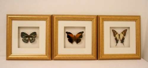 3 very collectible box framed butterflies 'Euxanthe eurinome'  'Historis Orion' 'Eurytide Serville'