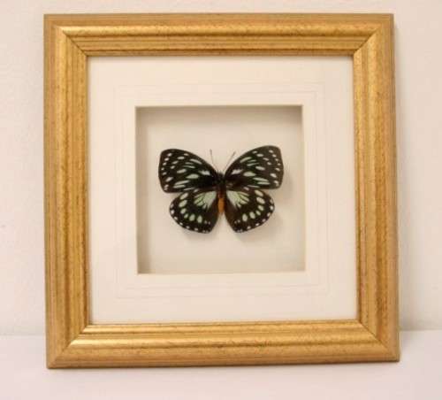 3 very collectible box framed butterflies 'Euxanthe eurinome'  'Historis Orion' 'Eurytide Serville'