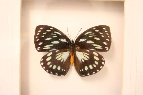 3 very collectible box framed butterflies 'Euxanthe eurinome'  'Historis Orion' 'Eurytide Serville'