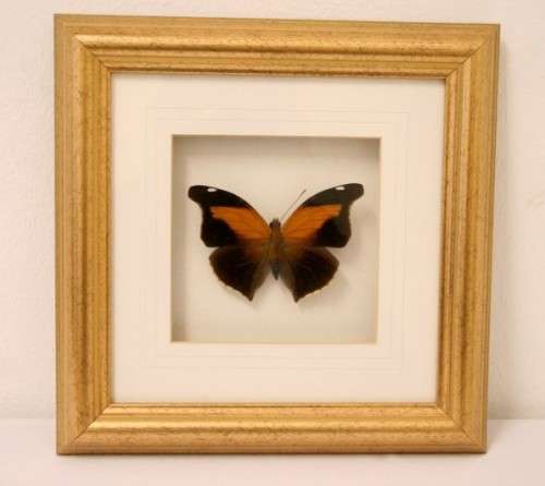 3 very collectible box framed butterflies 'Euxanthe eurinome'  'Historis Orion' 'Eurytide Serville'