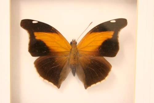 3 very collectible box framed butterflies 'Euxanthe eurinome'  'Historis Orion' 'Eurytide Serville'