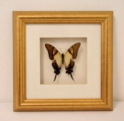 3 very collectible box framed butterflies 'Euxanthe eurinome'  'Historis Orion' 'Eurytide Serville'