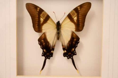 3 very collectible box framed butterflies 'Euxanthe eurinome'  'Historis Orion' 'Eurytide Serville'