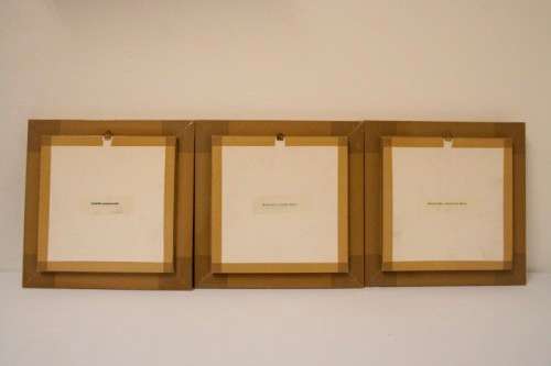 3 very collectible box framed butterflies 'Euxanthe eurinome'  'Historis Orion' 'Eurytide Serville'