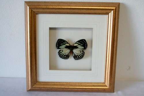 3 very collectible box framed butterflies 'Euxanthe Crowsleyi' 'Salamis Aethiops' 'Papilo Demodocus'