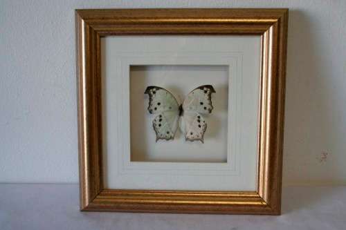 3 very collectible box framed butterflies 'Euxanthe Crowsleyi' 'Salamis Aethiops' 'Papilo Demodocus'