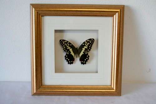 3 very collectible box framed butterflies 'Euxanthe Crowsleyi' 'Salamis Aethiops' 'Papilo Demodocus'